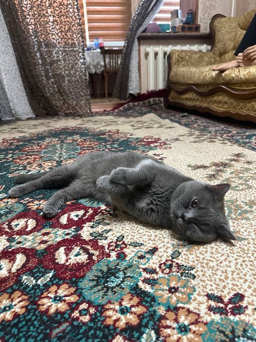 Британский короткошерстный