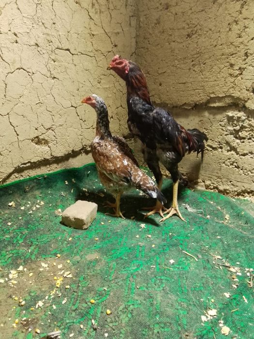 Сатылады дакан тауық