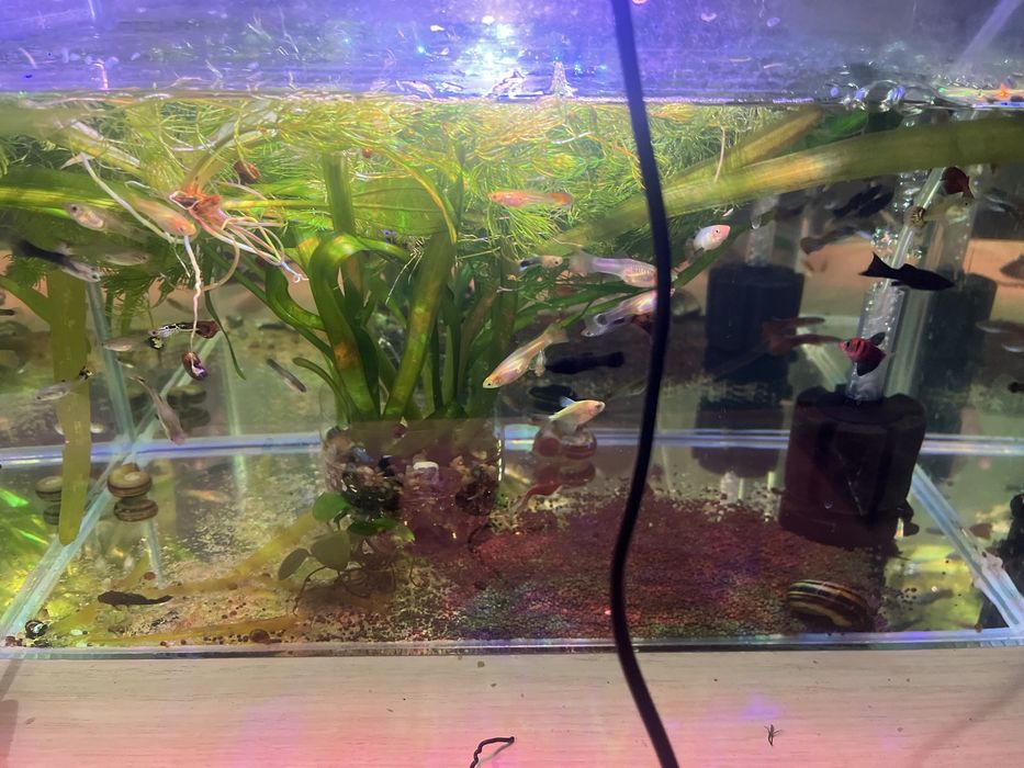 Гуппи продается активные