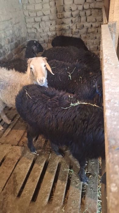 9 Бас кушкар сатлмда