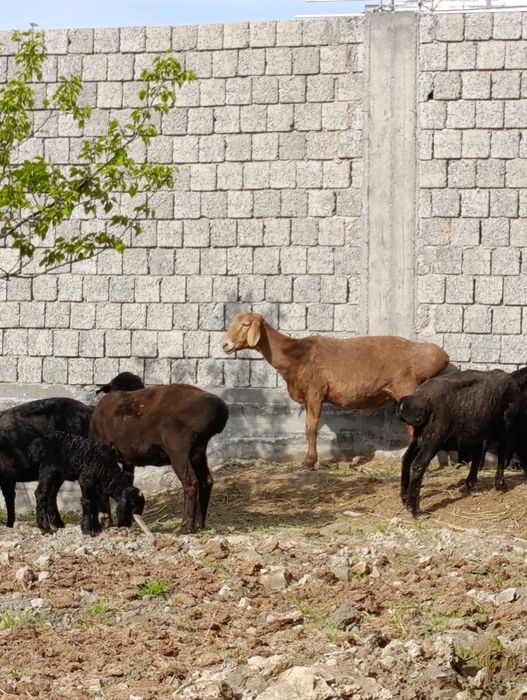 Кисир арашанг куй