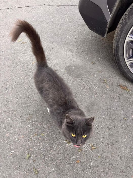 Котик в добрые руки