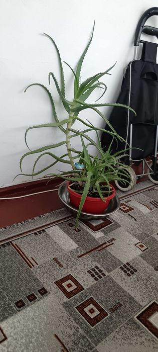 Aloe Arborescens Elixir BIO (6 ANI) Ideală Rețeta AOIA