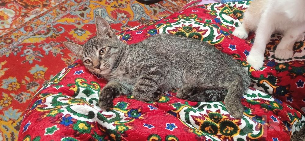 Котёнок в добрые руки бесплатно