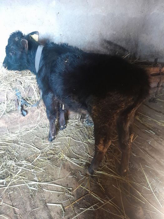 Продаётся бычок.