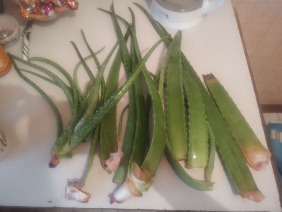 Алоэ вера листья