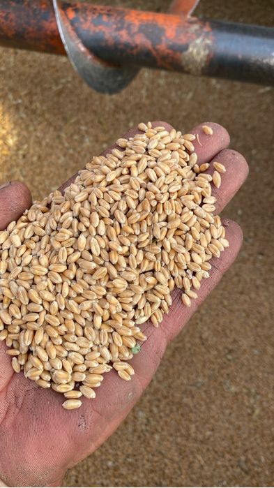 Уражай 2025 года