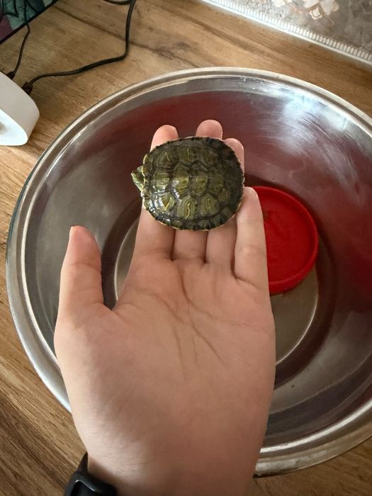 Красноухая черепаха