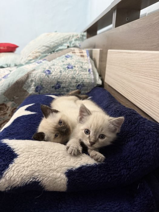 Отдам котят добрые руки. Мягкие теплые комочки для уютных зимних вечер