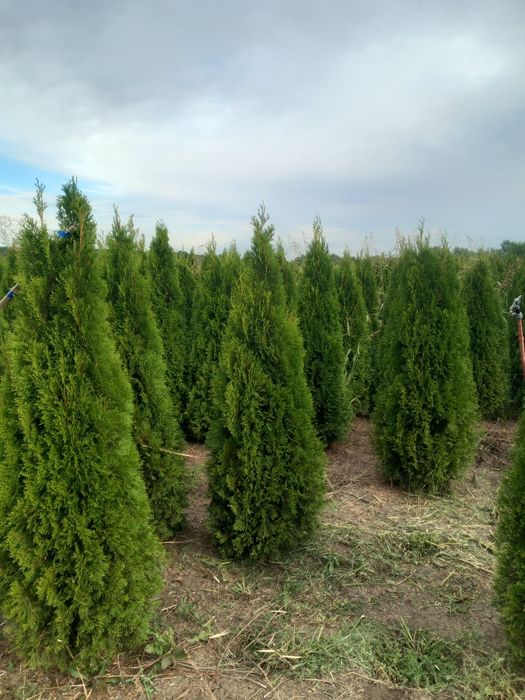 Tuia/thuja smaragd/leyland, catalpa, pin