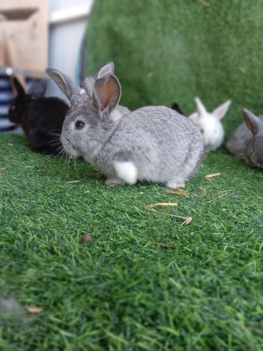 Flandr Quyon bolalari velikan zotdor