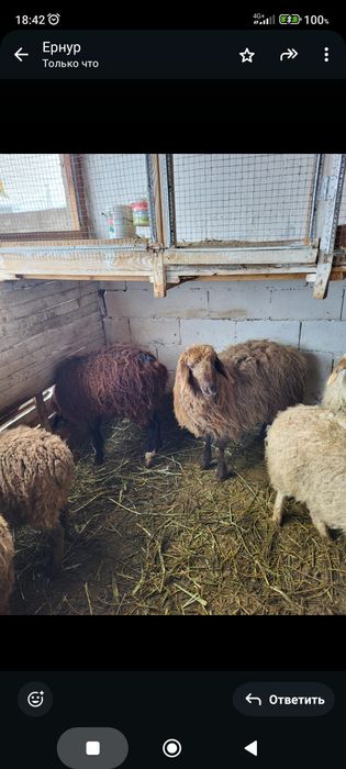 Сатамын токтылар 75000 нан