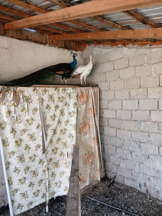 Vând păuni maturi si pui