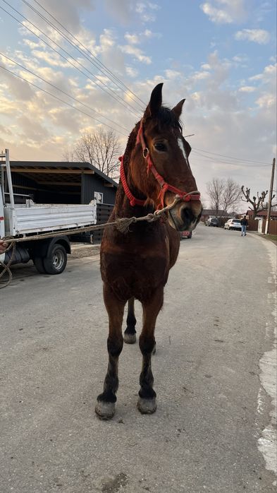 Vând cal castrat de 6 ani