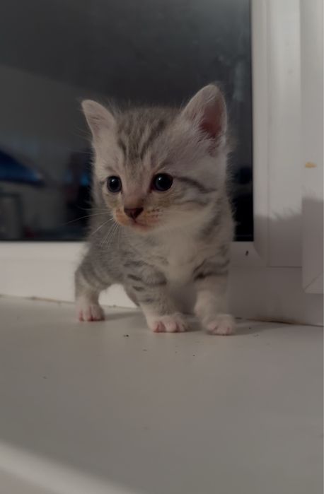 Отдам кошку, кота и котят