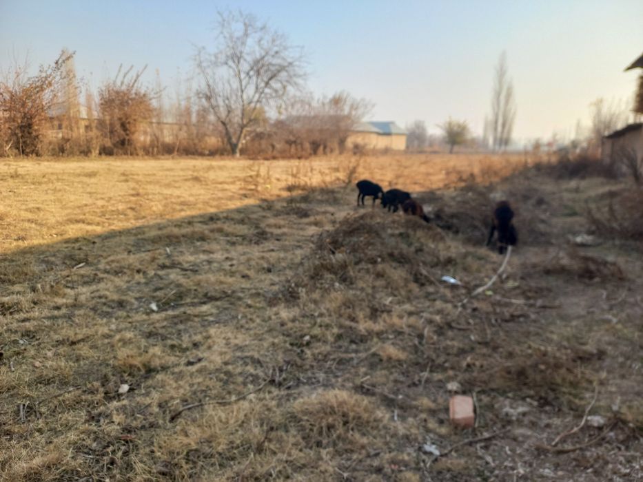 40 сутик ер  Бока