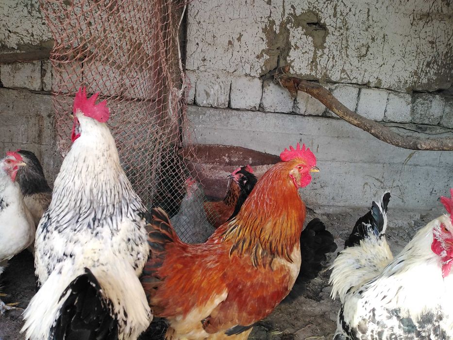 Брама товук тухумлари сотилади