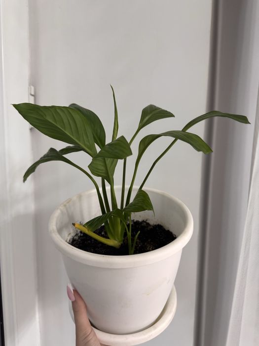 Комнатные растения