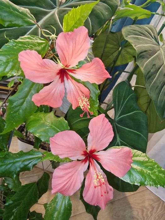 Продам комнатные растения