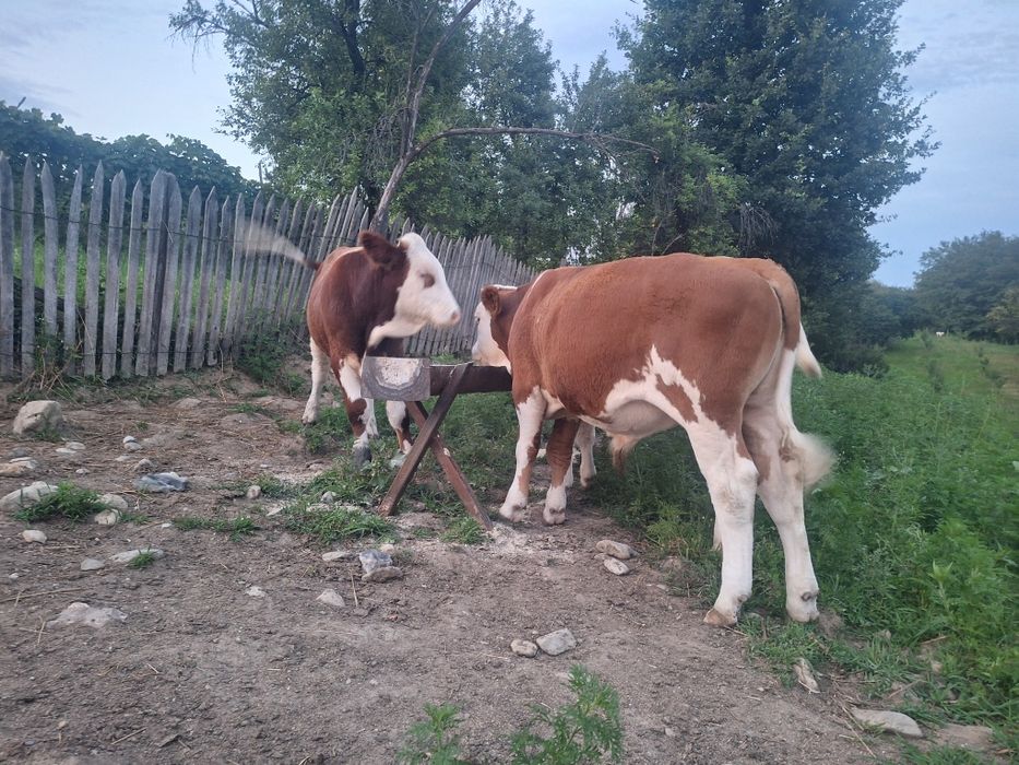 Tauri baltati romanesti