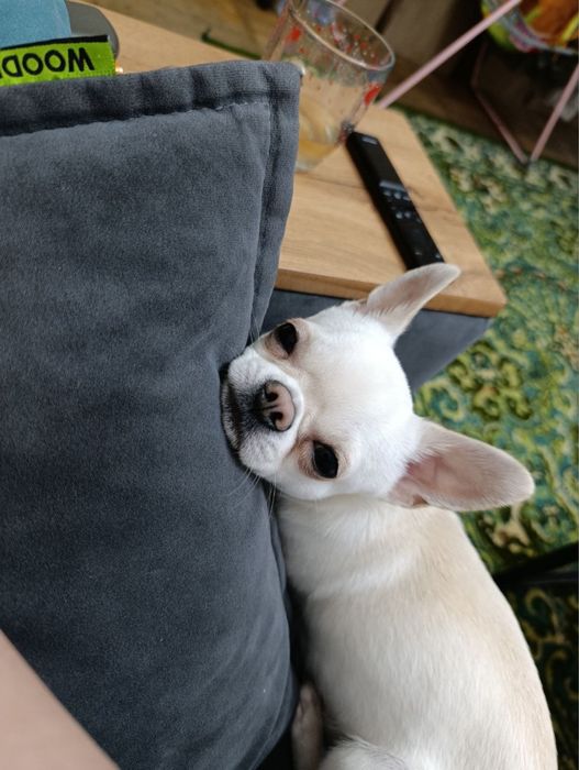 Мальчик ищет девочку. Вязка