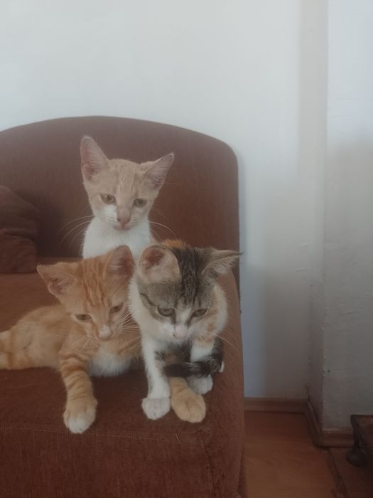 3 Pisoi  2 motanei si o pisicuta