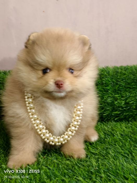 Очаровательные щенки шпица.