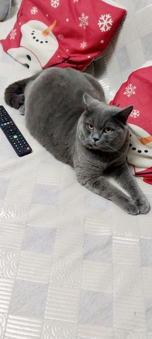 Британский  Котёнок Мальчик
