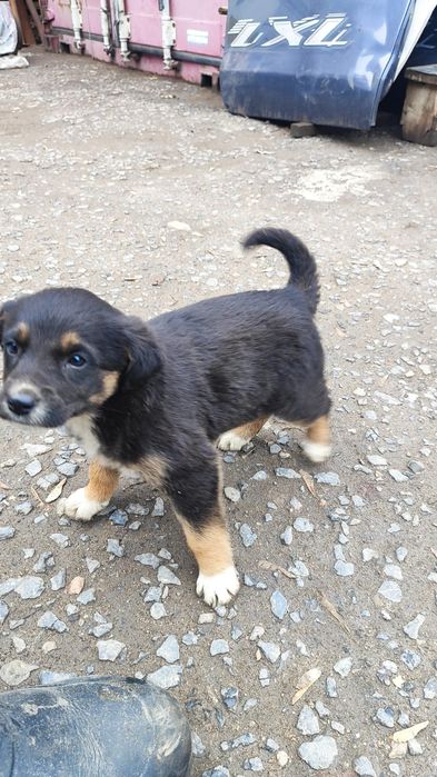 отдам щенков в добрые руки