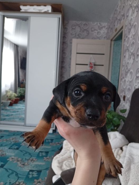 Продам 3 щенят девочек