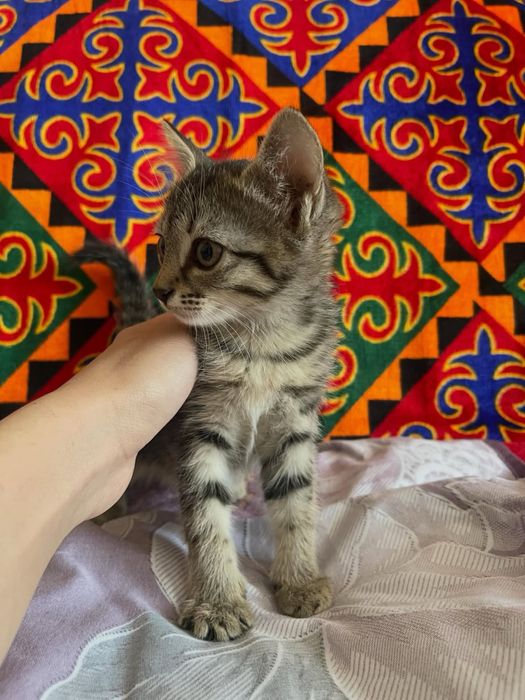 В добрые руки бесплатно