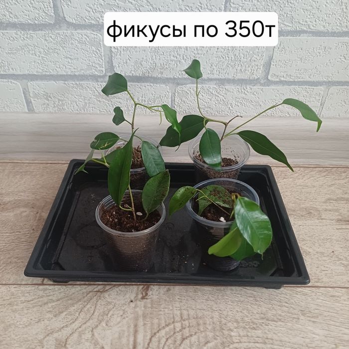 Фикусы бенджамина