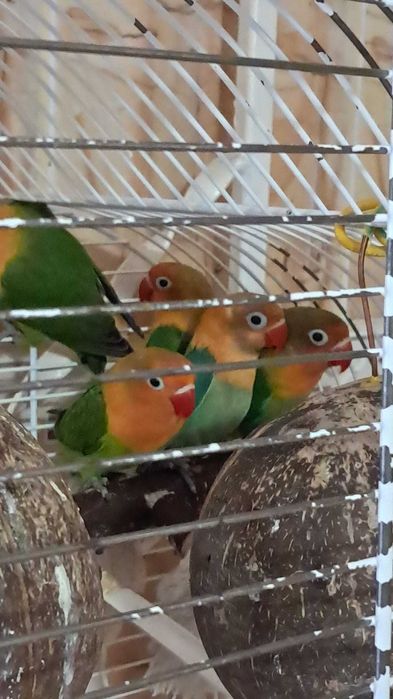 pui de agapornis , am o promotie acum ca sa stiti
