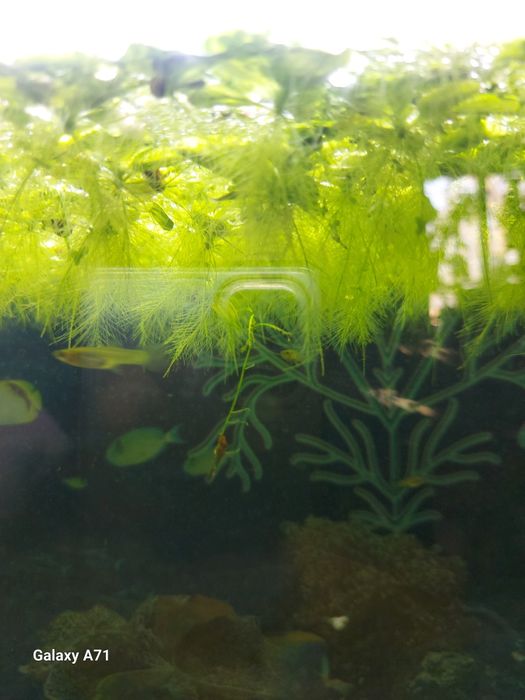 Продам креветок аквариумных