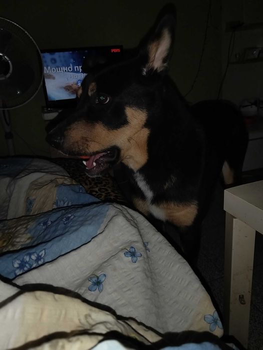 Давам куче смеска