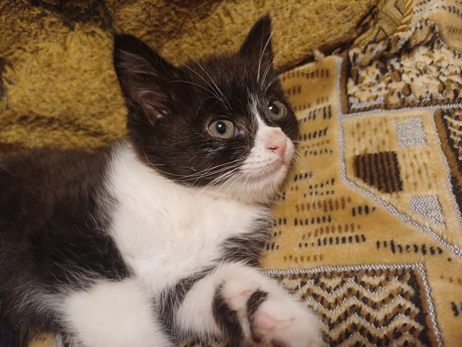 Котёнок мальчик б/п