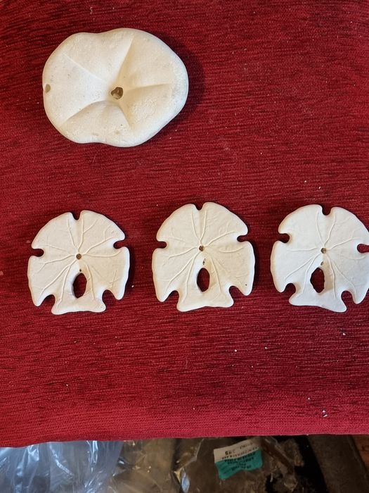 Scoici si Dolari de nisip(Arrowhead ), Sea Biscuit Puffy specimen de c