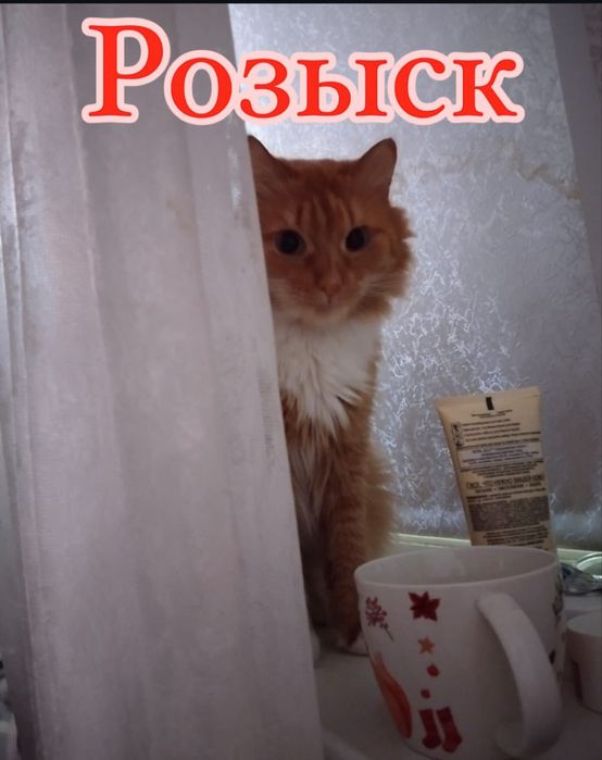 Пропал котик Симба