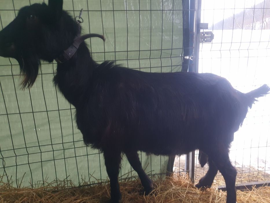 Carpatina gestanta 4 litri