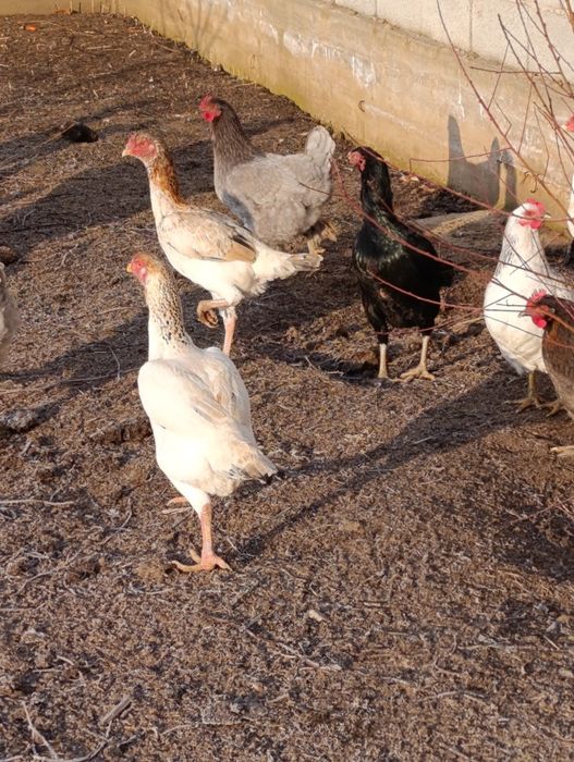 Продается куры домашние