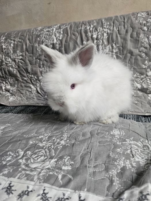 Iepurași cap de leu pitic, rasă pură