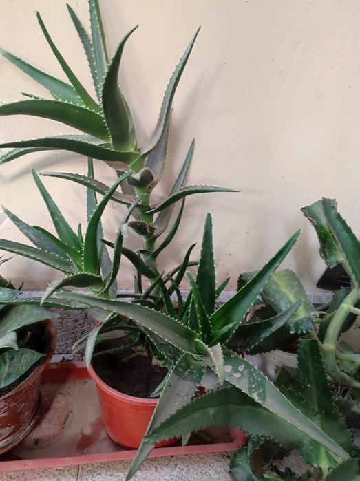 Алоэ столетник примерно 3 года