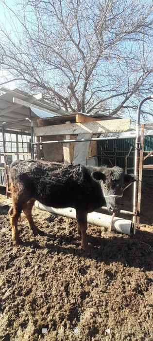 Ұзынағаш жаңақұрлыс