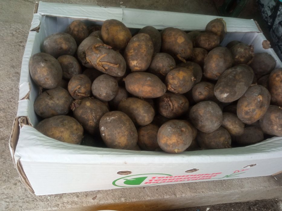 Семенной картофель,