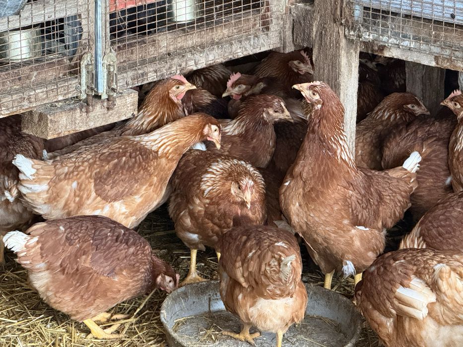 Разплодени яйца от Породи