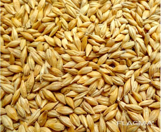 Ячмень 2ого класса свежий 2025 года