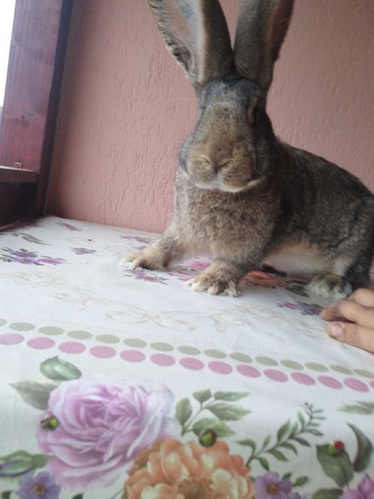 Mascul uriaș german gri