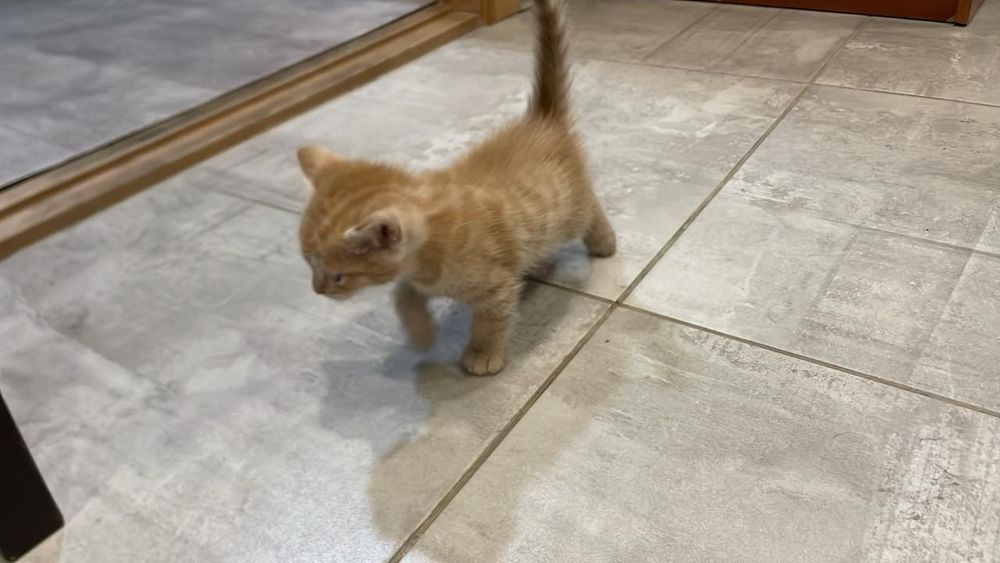 Котята бесплатно