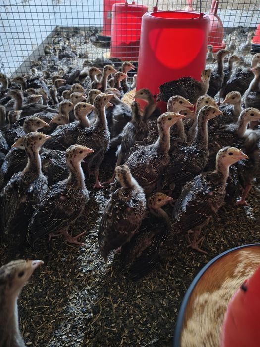 Pui de curca pentru carne