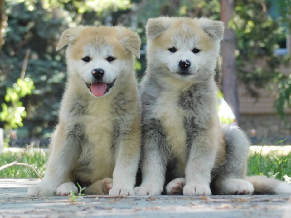 Щенки Японской Акита Ину